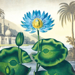 NOTECARD Square Theme Botanical Prints