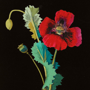 NOTECARD Square Theme Flowers By Mary Delany