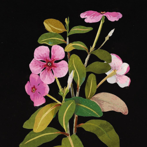 NOTECARD Square Theme Flowers By Mary Delany