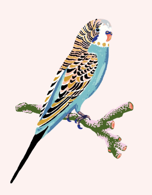 Budgie