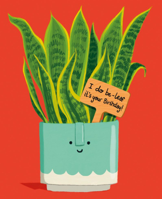 Sansevieria