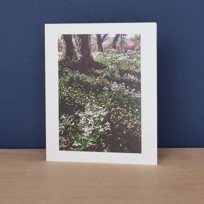 Snowdrops And Ivy|Art Angels