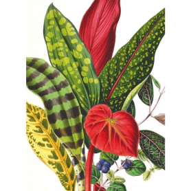 The Illustrated Bouquet Leaves