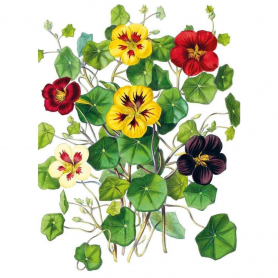 The Illustrated Bouquet Flowers