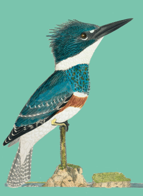 Belted Kingfisher