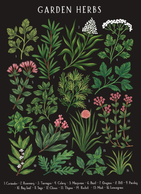 Garden Herbs