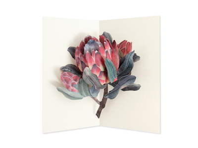 Protea- Hiromi Takeda|UWP Luxe