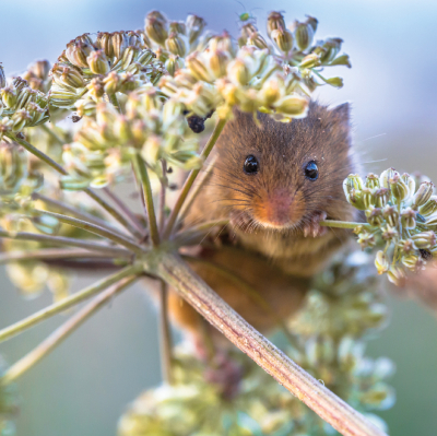 Harvest Mouse