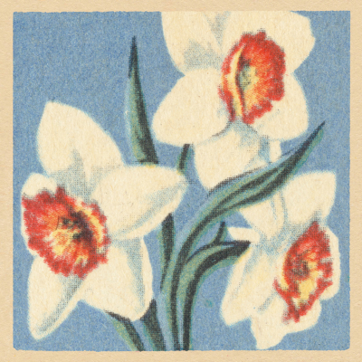 White Daffodils