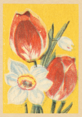 Tulips And Narcissi