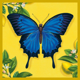 Ulysses Butterfly