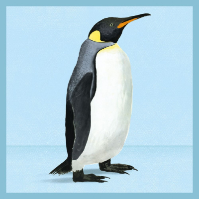King Penguin