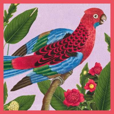 Crimson Rosella