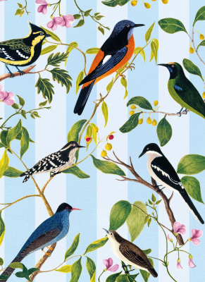 Blue Capped Rock Thrush