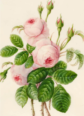 Pink Rose