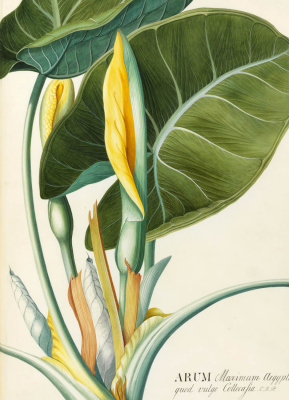 Arum Leaf