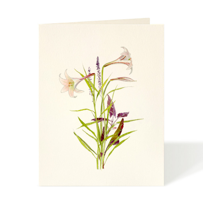 Lilium|Felix Doolittle