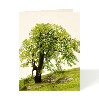 Oak Hill|Felix Doolittle