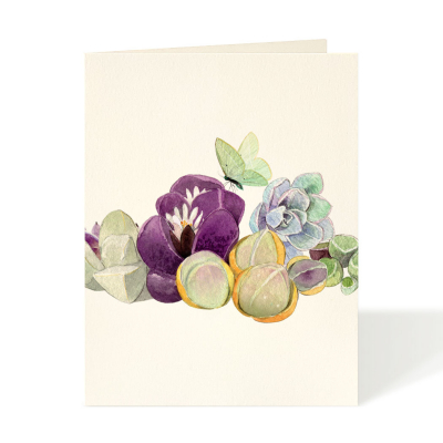 Echeveria|Felix Doolittle