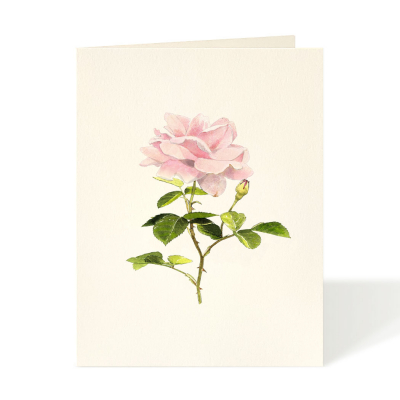 Cottage Rose|Felix Doolittle