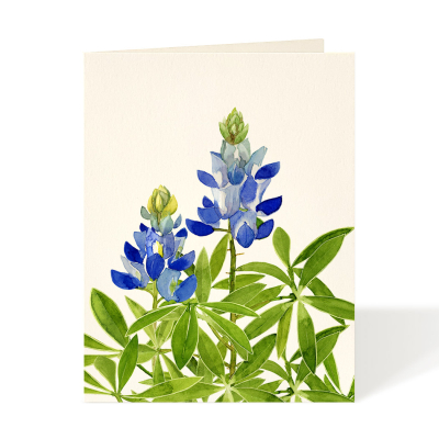 Bluebonnet|Felix Doolittle