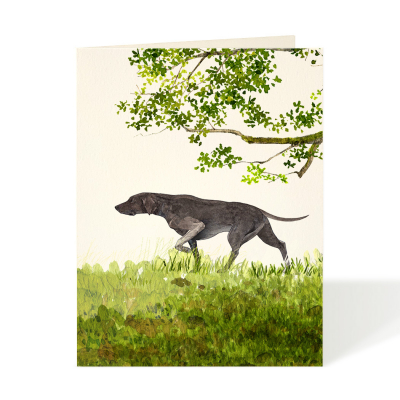 Weimaraner|Felix Doolittle