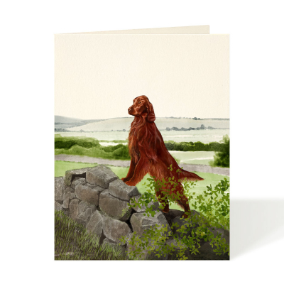 Irish Setter|Felix Doolittle