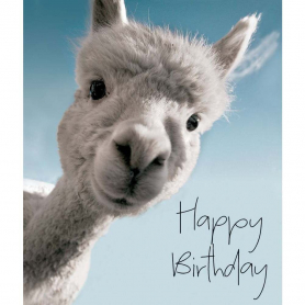 Birthday Alpaca