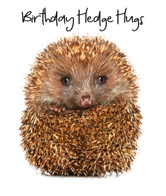 Birthday Hedge Hugs