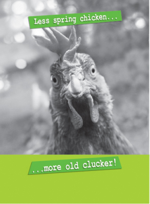 Less Spring Chicken