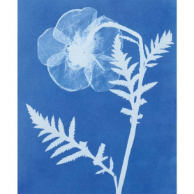 Papaver Orientale Poppy