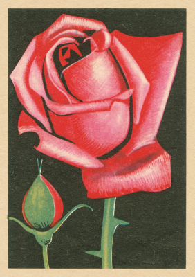 Red Red Rose