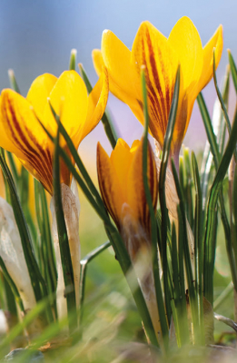 MINI CARD Crocuses In The Park
