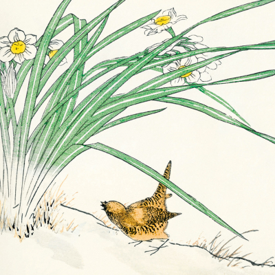 Japanese Wren And Daffodils