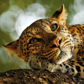 Lounging Leopard