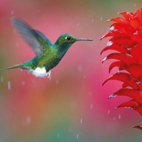 Racket Tail In The Rain