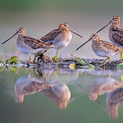 Snipe Sentries Birds