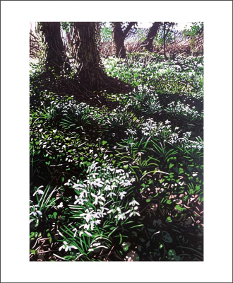 Snowdrops And Ivy