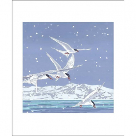 Snowy Terns