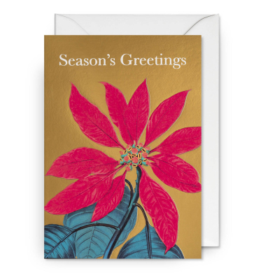 Seasons Greetings Poinsettia