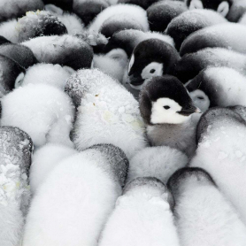 BOX LRG SQ Fluff Formation