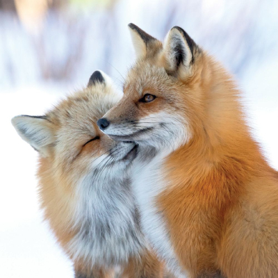 BOX LRG SQ Fox Affection