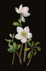 BOX REC Mary Delany Winter Foliage