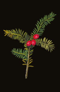 BOX REC Mary Delany Winter Foliage