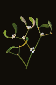 BOX REC Mary Delany Winter Foliage