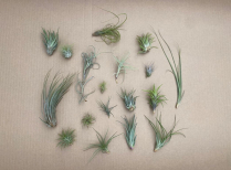 TILLANDSIA, ASSORTED, SMALL