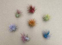TILLANDSIA, ASSORTED, SMALL