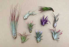 TILLANDSIA, ASSORTED, MEDIUM