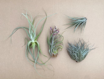 TILLANDSIA, ASSORTED, LARGE