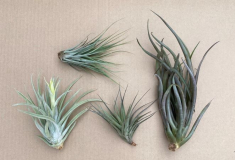 TILLANDSIA, ASSORTED, LARGE